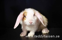 Teddytassens Plommonie (satinrex)